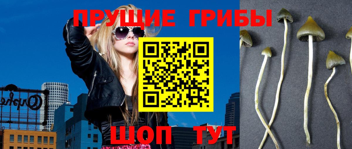 как найти   Псилоцибиновые грибы Psilocybine cubensis  Ульяновск  Вход с VPN  Галлюциногенные грибы MAGIC MUSHROOMS 